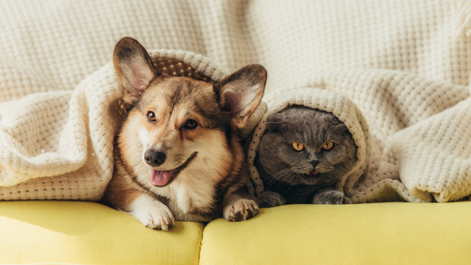 Zerone Cares: Supporting Furry Friends with Every Purchase